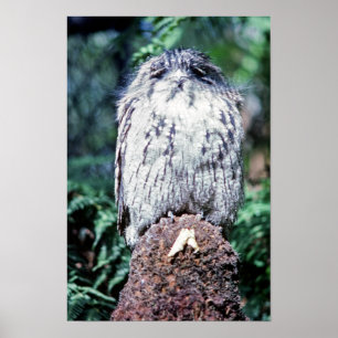 Tawny Frogmouth, Tasmanië - Australië Poster