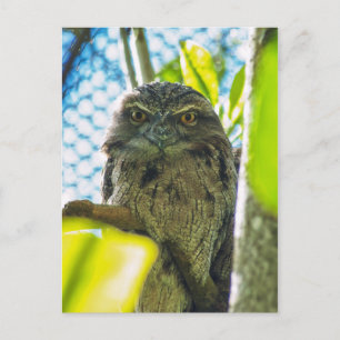 Tawny is No Owl Briefkaart