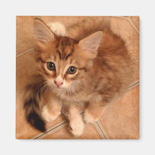 Tawny Kat Magneet