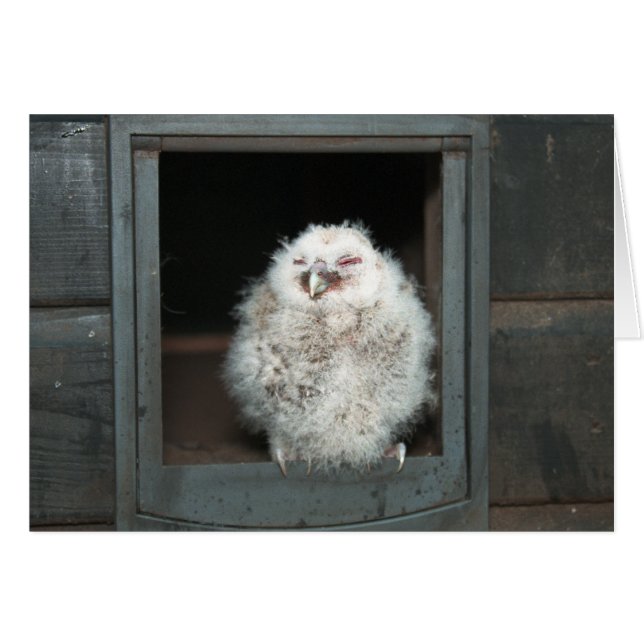 Tawny Owl (Devant horizontal)