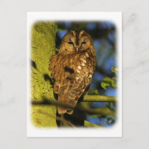 Tawny Owl 8T014D-17 Briefkaart