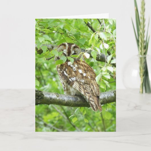 Tawny owl bird kaart (Voorkant)