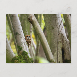 Tawny Owl Briefkaart