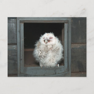 Tawny Owl Briefkaart