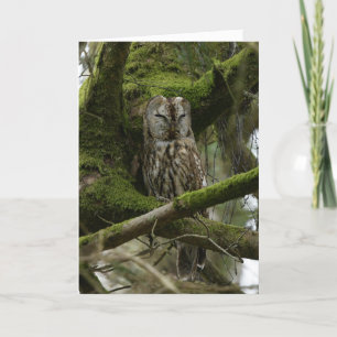 Tawny Owl Kaart