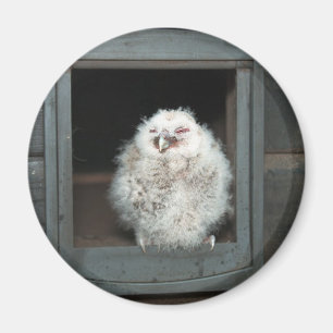 Tawny Owl Magneet