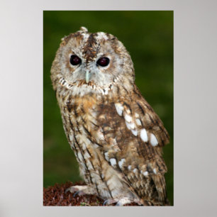 Tawny Owl Poster