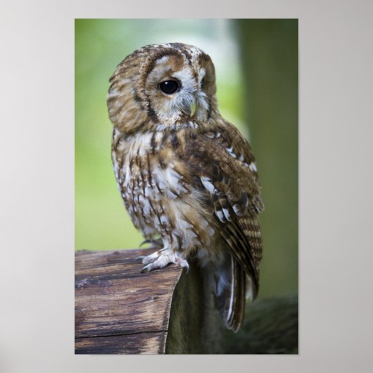 Tawny Owl Poster (Voorkant)