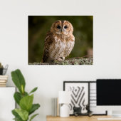 Tawny Owl Poster (Thuiskantoor)