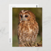 Tawny Owl (Strix aluco) Briefkaart (Voorkant / Achterkant)