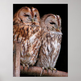 Tawny Owls Poster