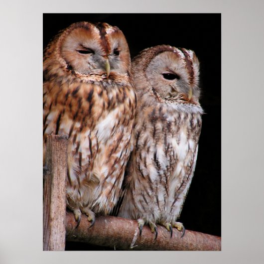 Tawny Owls Poster (Voorkant)