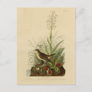 Tawny Thrush (Veery) - Amerikaanse vogels van Audu Briefkaart