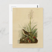 Tawny Thrush (Veery) - Amerikaanse vogels van Audu Briefkaart (Voorkant / Achterkant)