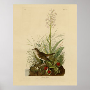 Tawny Thrush (Veery) - Amerikaanse vogels van Audu Poster