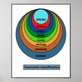 Taxonomische indeling poster (Voorkant)
