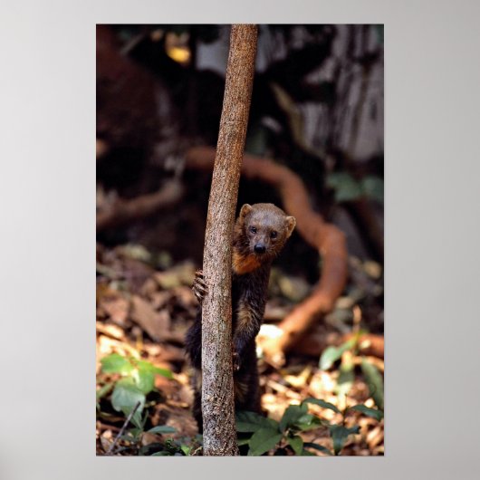 Tayra (Eira barbata) Poster (Voorkant)