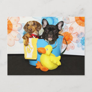 Taz en Blauwgroen - Dachshund & Bulldog -3 Briefkaart