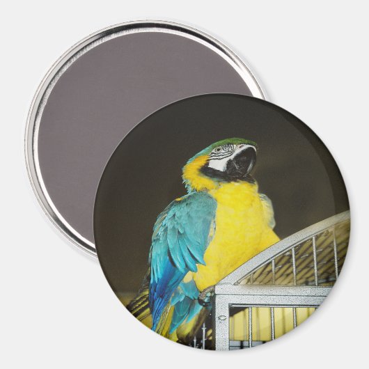 Taz... Magneet (Voorkant / Achterkant)