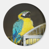 Taz... Magneet (Voorkant)