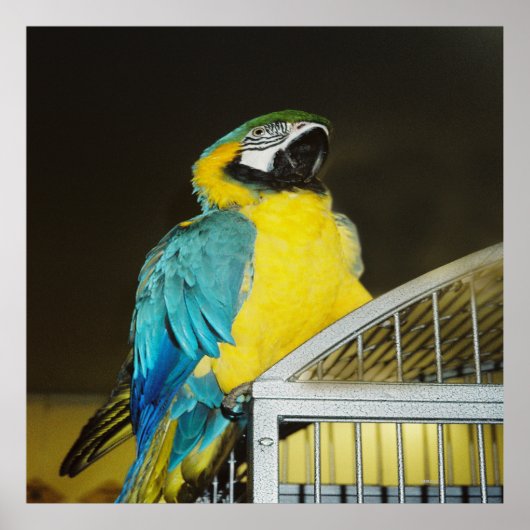 Taz... Poster (Voorkant)