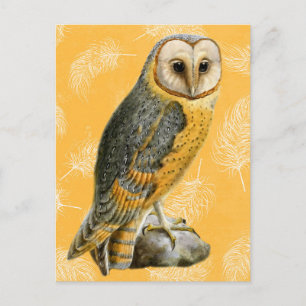 TCWC - Barn Owl  Briefkaart