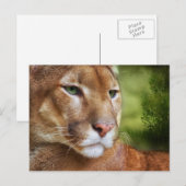 TCWC - Puma Mountain Lion Art Briefkaart (Voorkant / Achterkant)