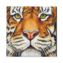 Te dichtbij - Siberische tijgermagneet