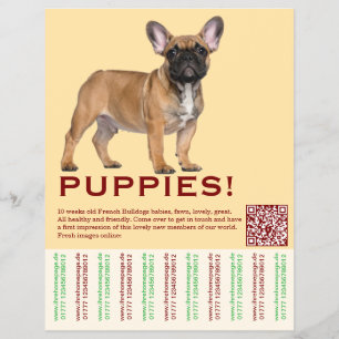 Te koop Frenchies Puppy Flyer