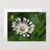 Tea Cup Daisey Post Card Briefkaart (Voorkant / Achterkant)