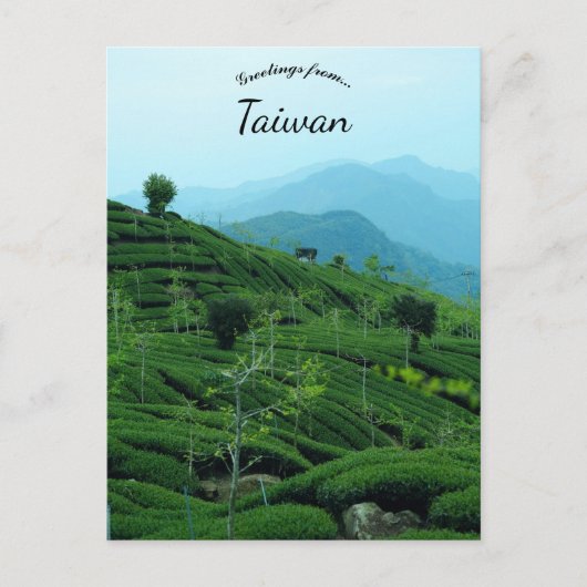 Tea Plantation in Taiwan Briefkaart (Voorkant)