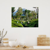 Tea Plantation Poster (Keuken)