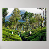 Tea Plantation Poster (Voorkant)