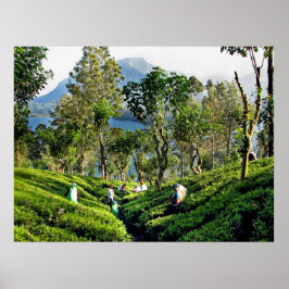 Tea Plantation Poster