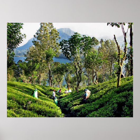 Tea Plantation Poster (Voorkant)