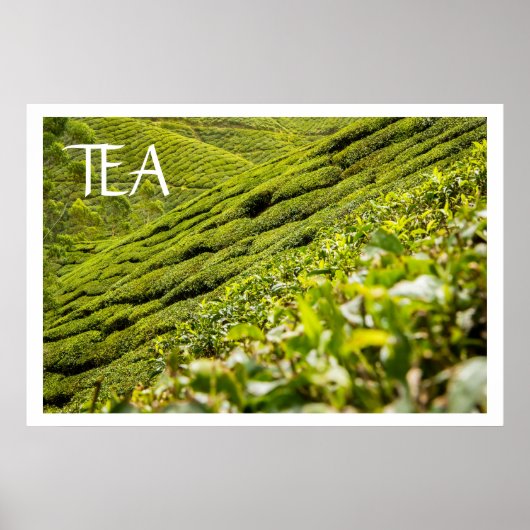 Tea Plantation Poster (Voorkant)
