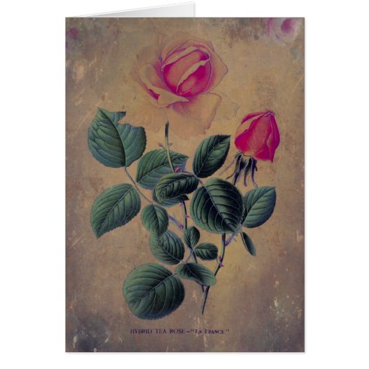 Tea Rose Grunge, Fête des Mères (Devant)