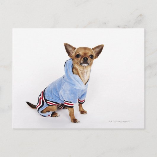 Teacup Chihuahua Briefkaart (Voorkant)