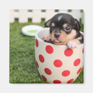 Teacup Chihuahua Puppy Magneet
