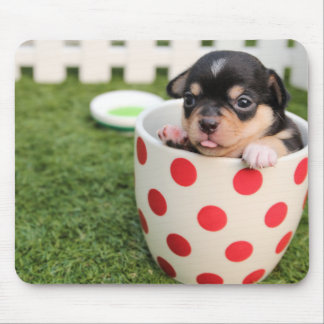 Teacup Chihuahua Puppy Muismat