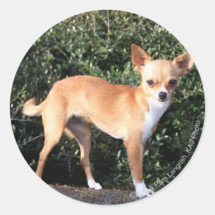 Teacup Chihuahua Puppy Ronde Sticker