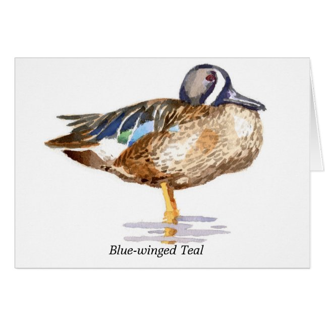 Teal Bleu-à ailes (Devant Horizontal)