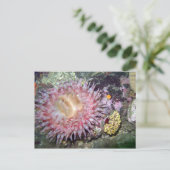 Tealia Peint Anemone - Carte postale (Debout devant)