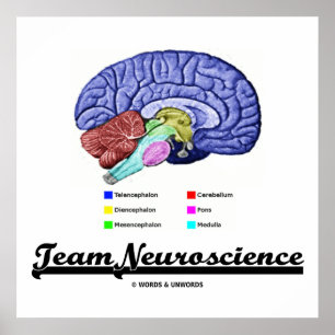 Team Neuroscience (hersenanatomie Attitude) Poster