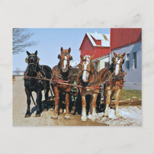 Team van het Briefkaart van Amish Horses