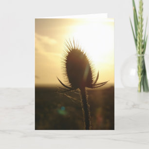 Teasel Sunset Kaart