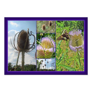 Teasel Thistle - Dipsacus fullonum Foto Afdruk