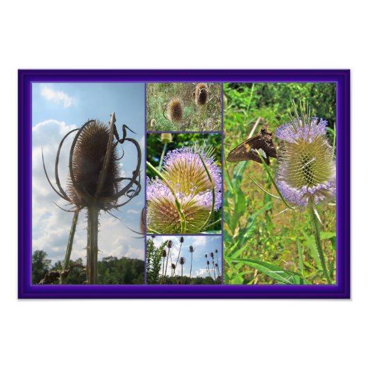 Teasel Thistle - Dipsacus fullonum Foto Afdruk (Voorkant)