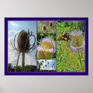 Teasel Thistle - Dipsacus fullonum Poster