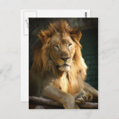 TecBoy Briefkaart - Leeuw (verticaal) (Voorkant / Achterkant)
